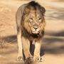 Sasan Gir Day 3