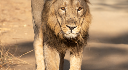 Asiatic Lion in Sasan Gir
