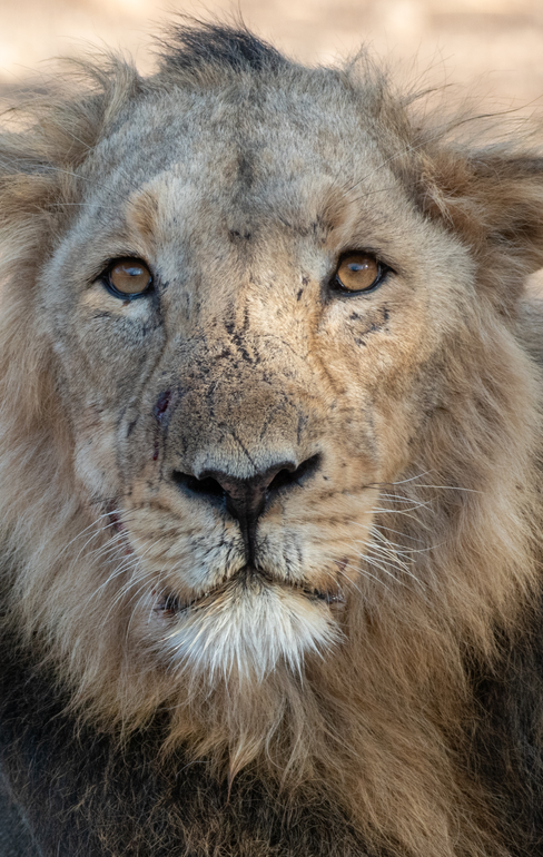 Majestic Asiatic Lion and Golden Temple at Sunset