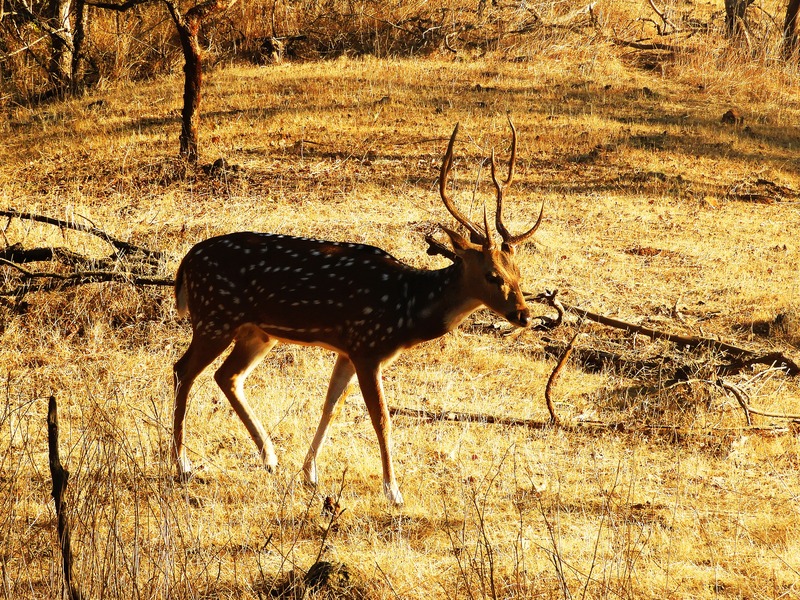 Spotted Deer in Gir Forest