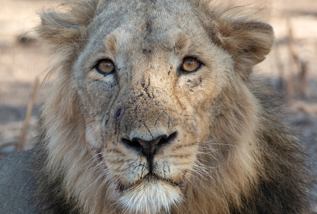 Asiatic Lion Face