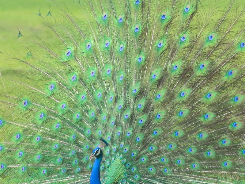 Dancing Peacock in Sanctuary